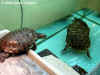 Красноухая черепаха (Trachemys scripta scripta)