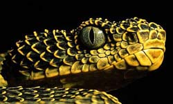 Кенийская древесная гадюка (Atheris desaixi). Англ: Mount Kenya bush vper