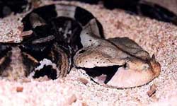 Западая габонская гадюка (Bitis gabonica rhinoceros). Англ: West gaboon viper