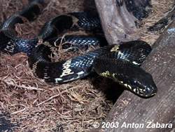 Амурский полоз или полоз Шренка (Elaphe schrencki schrencki). Англ: Amur "Russian" ratsnake