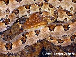 Остроконечно чешуйчатая куфия (Protobothrops mucrosquamatus). Англ: Pointed-scaled pit viper