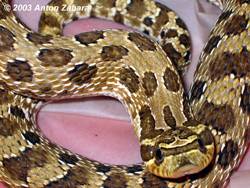 Свиноносая носатая змея (Heterodon nasicus)